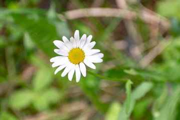 Obraz premium The best representative of homeopathy and the love test.