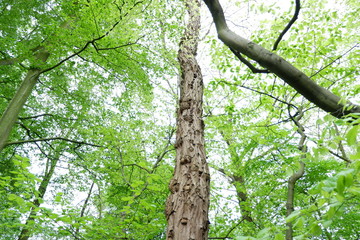 Fototapeta premium Natura 2