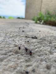 ants on beach