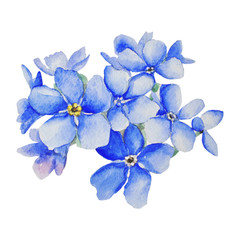 blue forget-me-nots. watercolor illustration. hand drawing on a white background