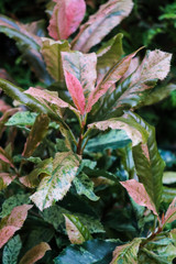 Photinia	serratifolia Pink Crispy