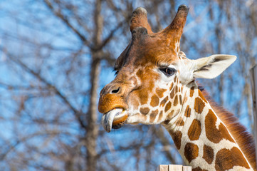 Giraffe