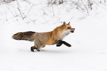 Red Fox (Vulpes vulpes) Bounds Right in Snow Winter