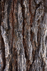 Vertical photo closeup texture of brown and grey tree bark with big cracks and rough lines. Taupe bark of old tree texture background.