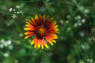 Indian Blanket Flower