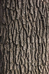 Grey bark of old tree texture background. Vertical photo of tree texture with vertical cracks and rough lines.