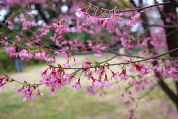 Fototapeta na wymiar Pink cherry flowers at Koishikawa botanical garden