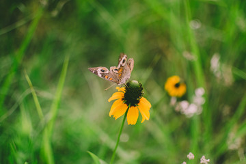 Closeup of Butterfly on Flower