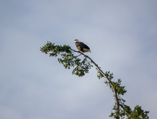 American Bald Eagle in Tree