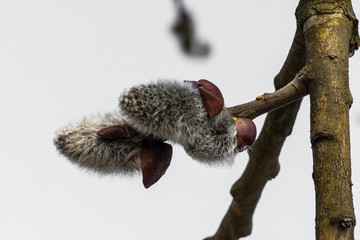 willow