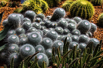 Cactus Cluster
