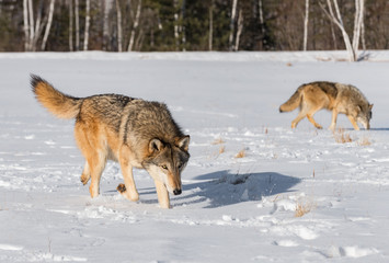 Fototapeta na wymiar Grey Wolves (Canis lupus) Walk Right in Snowy Field Winter