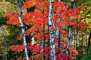 Morning light on birch and maple trees in fall color near Crystal Falls in Michigan's Upper...