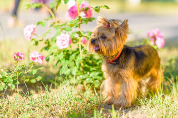 Yorkshire terrier is playing in the park in flowers.