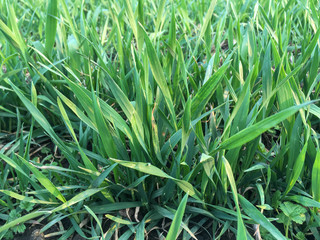 Green bushes of young winter wheat in spring growing on field.
