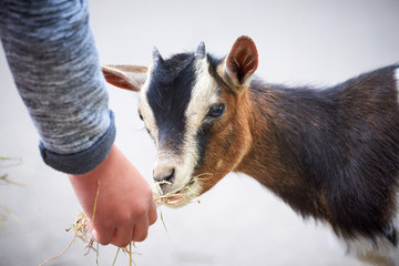 Pygmy Goat eating from child hand (Capra aegagrus hircus)