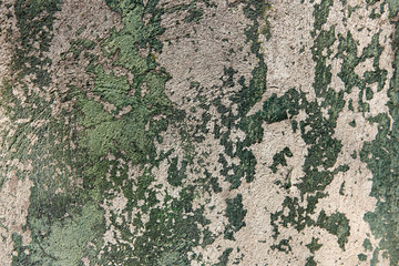 Old weathered wall with green peeling paint. Concrete vintage wall background. Peeling paint on...