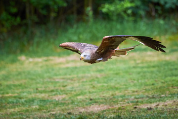 Fototapeta premium Red Kite in flight (Milvus milvus)