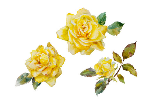 Set of watercolor yellow roses flowers isolated on white background. Bud, blooming and ripe bloom flowers illustration