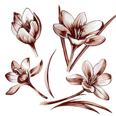 set of crocuses created using ink and watercolor for the design of labels, cards and invitations