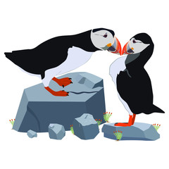 Atlantic puffins. Vector image on a white background. Cute image of birds for shirts, bags, jackets.