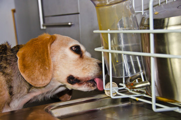 A cute dog, a beagle licks the dirty dishes in a dishwasher