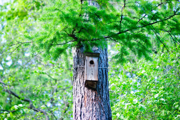 An old weathered birdhouse on a large larix or larch tree. Fresh green foliage and needles. The beauty of the spring season.