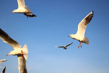 seagulls trying to catch food that people are throwing them