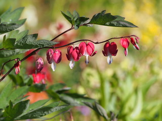 Obraz premium Beautiful red flowers of Dicentra spectabilis 'Valentine' syn. Lamprocapnos spectabilis (bleeding heart) 