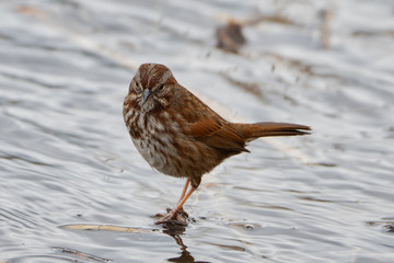 2020-03-15 A SONG SPARROW LOOKING OUT AT LAKE WASHINGTON IN SEATTL
