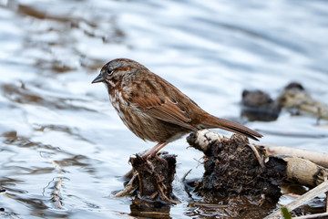 2020-03-15 A SONG SWALLOW ON A SMALL STUMP ON LAKE WASHNGTON NEAR SEATTLE