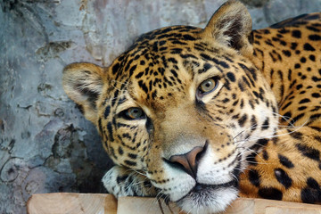 Jaguar resting looking