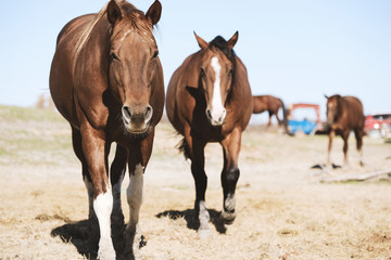 Fototapeta na wymiar Quarter horse mares close up on sunny day at rural farm.