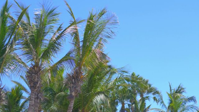 Palm trees background in 4k slow motion 60fps
