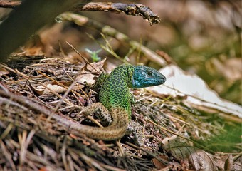 The Iberian emerald lizard or Schreiber's green lizard (Lacerta schreiberi) is a species of lizard in the family Lacertidae. The species is endemic to the Iberian Peninsula.