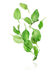 Spinach leaves in the air on a white background