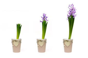 Naklejka na ściany i meble stages of growing hyacinths in craft cups with decoration on white background isolated