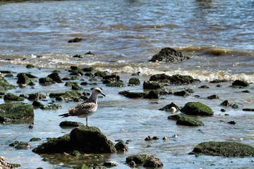 Seagulls resting on the Banks of the Tagus river in Lisbon