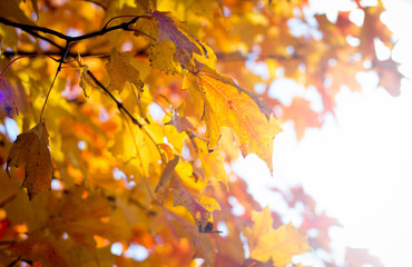 maple leaves in autumn