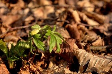 white anemone grows in the forest on the background of dry leaves. wild forest flowers in spring. anemones buds