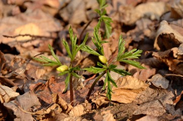 white anemone grows in the forest on the background of dry leaves. wild forest flowers in spring. anemones buds