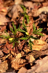 white anemone grows in the forest on the background of dry leaves. wild forest flowers in spring. anemones buds