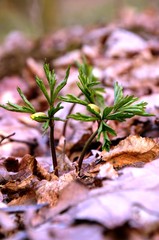 white anemone grows in the forest on the background of dry leaves. wild forest flowers in spring. anemones buds