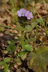 blue purple and pink flowers Common lungwort, Pulmonaria officinalis grows in the forest on the background of dry leaves and green grass. wild forest flowers in spring.