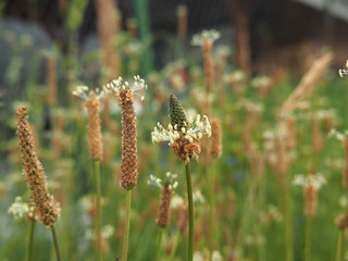 Plantago lanceolata - ribwort plantain, narrowleaf plantain, English plantain, ribleaf,  lamb's tongue