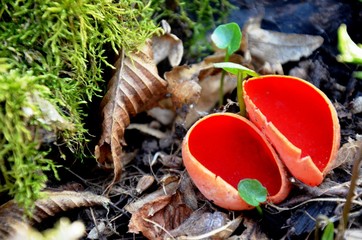 Sarcoscypha coccinea, the Ruby Elfcup red fungus grows in the forest. rare plants. beautiful...