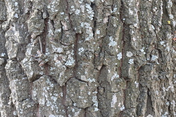 Fototapeta premium tree bark 1