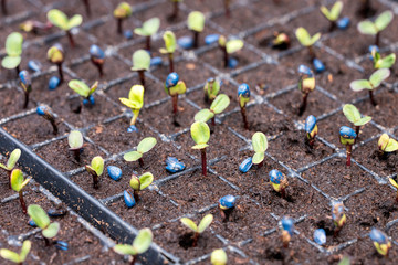 Sunflower plants germinate in the greenhouse - Helianthus annuus