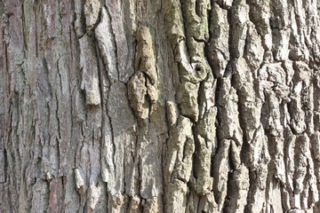 tree bark 1