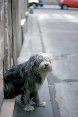 Dog sitting on Paris sidewalk 